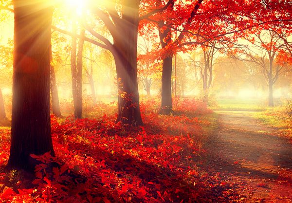 فصل پاييز صحنه سقوط پارک زیبای پاییزی زیبایی صحنه طبیعت درختان و برگ های پاییزی جنگل مه آلود در پرتوهای نور خورشید