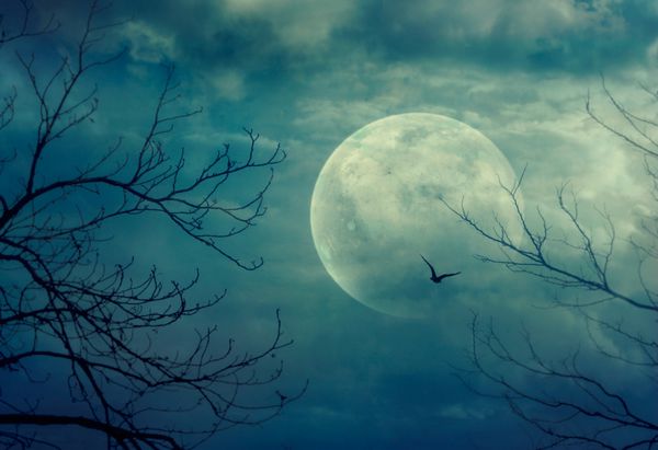 پس زمینه هالووین جنگل شبح وار با ماه کامل و درختان مرده
