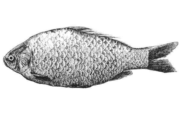 تصویرسازی با ماهی واقعی کاراسیوس