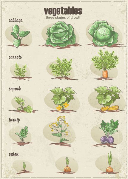 مجموعه ای از سبزیجات با سه مرحله رشد مجموعه 1