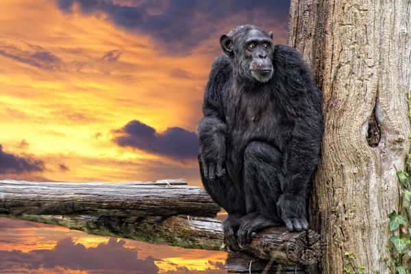 میمون شامپانزه میمون به شما نگاه می کند