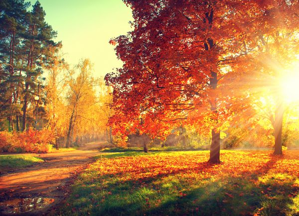 فصل پاييز سقوط پارک پاییزی درختان و برگ های پاییزی در نور خورشید صحنه پاییزی