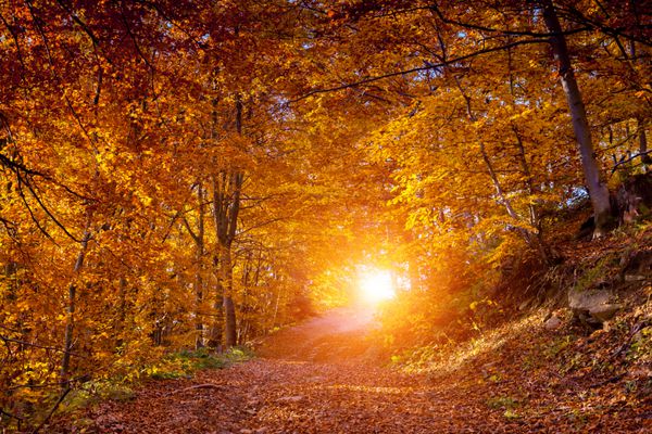 منظره باشکوه با برگ های پاییزی در جنگل کارپات اوکراین اروپا دنیای زیبایی رترو فیلتر شده اثر تونینگ
