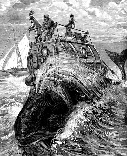 پیشانی به سفر به عقب داستان نهنگ ilrates منتشر شده توسط روزنامه تفریحی تصویر حکاکی قدیمی journal des voyages travel journal 1879-80