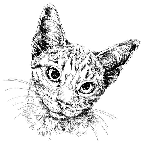 پرتره گربه تصویر کشیده شده با دست