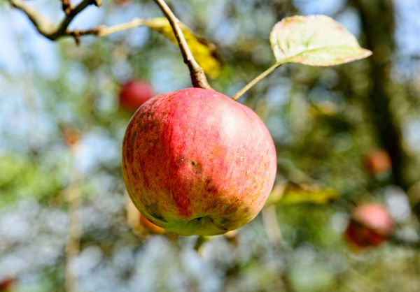 چند سیب روی یک درخت سیب در یک چمنزار