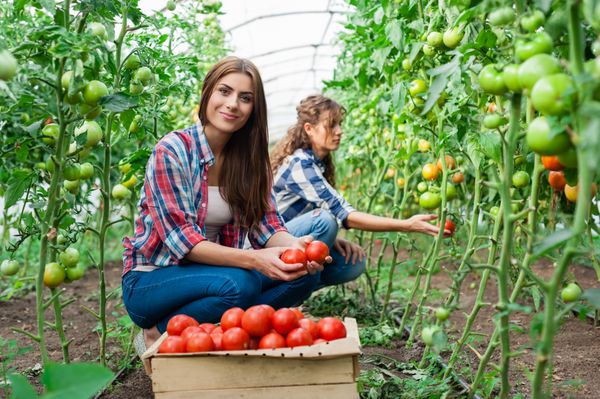 خندان جوان کارگر زن کشاورزی در جلو و همکار در پشت و یک جعبه گوجه فرنگی در جلو مشغول کار برداشت گوجه فرنگی در گلخانه