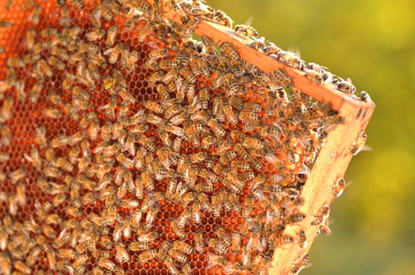 زنبورهای سخت کوش روی لانه زنبوری در زنبورستان