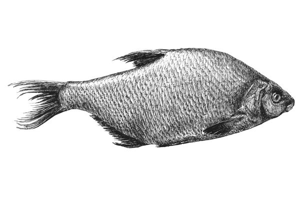 تصویرسازی با ماهی واقعی آبرامیس براما