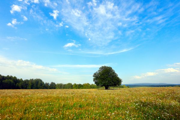 منظره تابستانی زیبا از درختان در یک چمنزار و ابرهای زیبای سیروس در برابر آسمان آبی