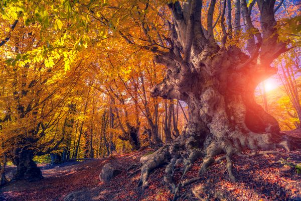 درختان با شکوه پاییزی که زیر نور خورشید می درخشند برگ های پاییزی قرمز و زرد صحنه دراماتیک پارک طبیعی کارپات اوکراین اروپا دنیای زیبایی فیلتر سبک رترو افکت تونینگ اینستاگرام