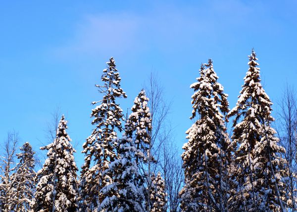 جنگل زمستانی منظره برفی با درختان صنوبر آسمان آبی