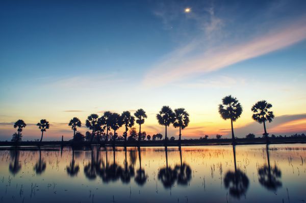 مناظر رنگارنگ غروب یا طلوع خورشید با شبح‌هایی از درختان نخل borassus flabellifer در مزرعه برنج در مرز تنه بین استان گیانگ دلتای مکونگ ویتنام