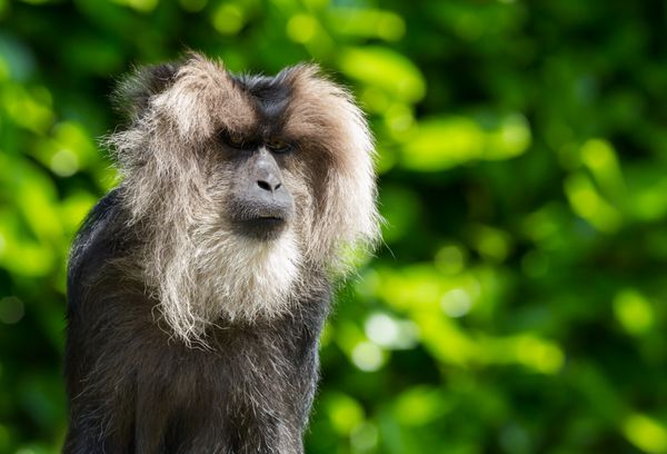 پرتره ماکاک دم شیر آن را با نام‌های واندرو تاف میمون ریش و ماکاکا سیلنوس نیز می‌شناسند