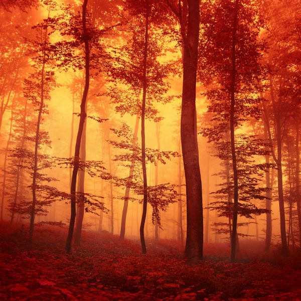 صحنه جنگل فانتزی رنگ قرمز رنگ پاییزی اثر رنگ فیلتر استفاده شده است