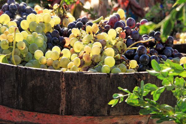 برداشت انگور انگورهای رنگارنگ در داخل یک سطل