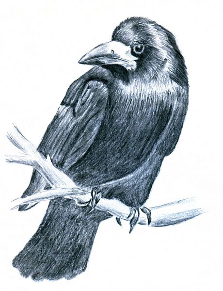 پرنده زاغ مداد