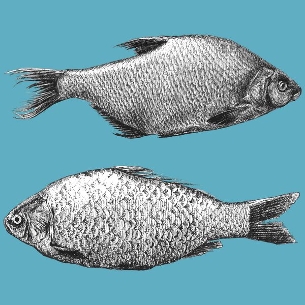 تصویرسازی با دو ماهی واقع گرایانه آبرامیس براما کاراسیوس