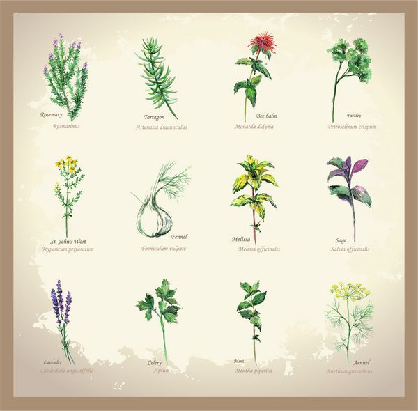 تصویر گیاهان تند و درمانی مجموعه ای از گیاهان تازه آیکون