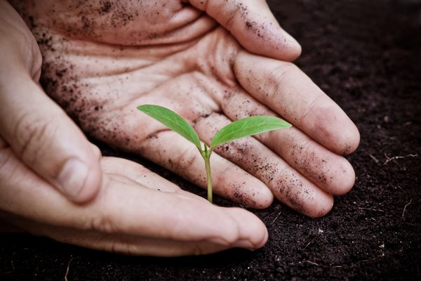 دست هایی که یک درخت سبز و جوان در حال رشد را در دست گرفته و از آن مراقبت می کنند