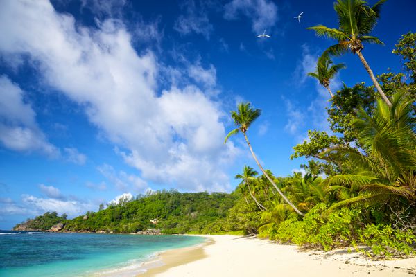 ساحل استوایی با درختان نخل در جزیره ماهه سیشل