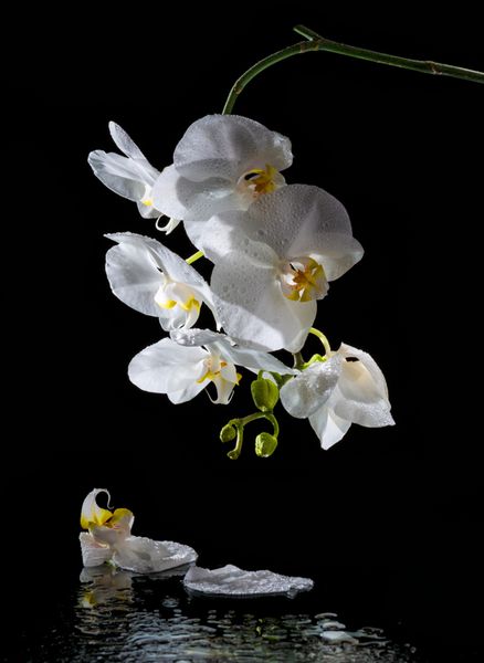 phalaenopsis ارکیده سفید در زمینه سیاه و انعکاس آب