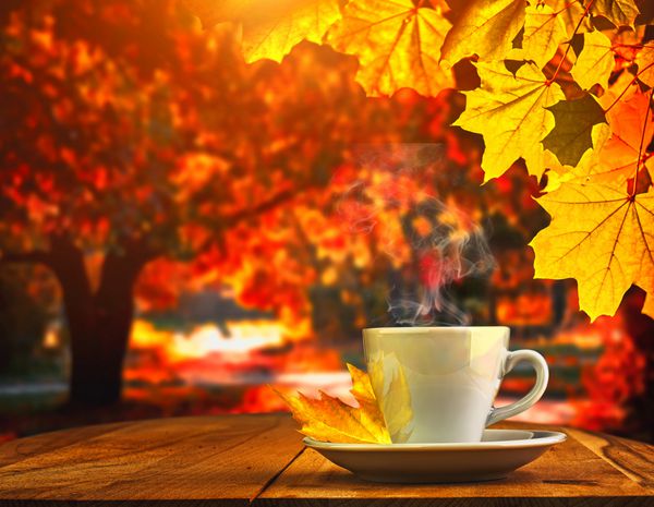 فنجان قهوه و جنگل پاییزی