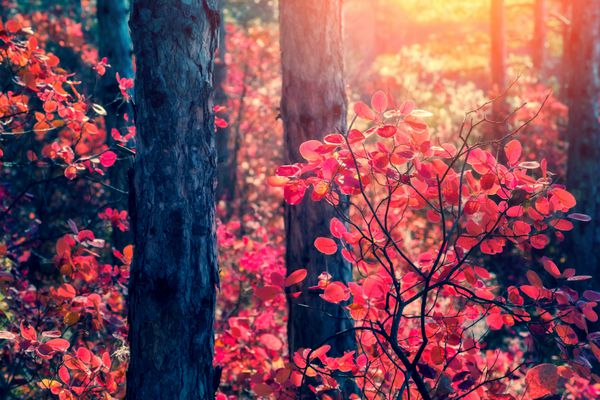 جنگل فوق العاده با کوتینوس کوگیگریا صحنه دراماتیک برگ های قرمز پاییزی کریما اوکراین اروپا فیلتر سبک رترو افکت تونینگ اینستاگرام دنیای زیبایی