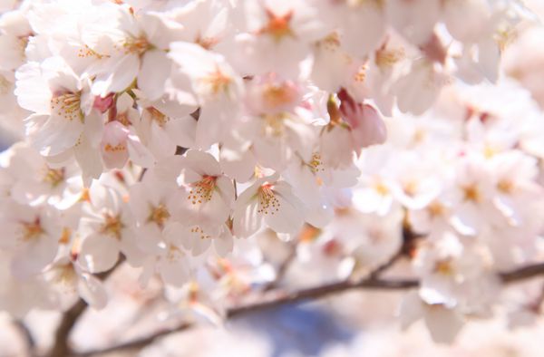 شکوفه های گیلاس در بهار