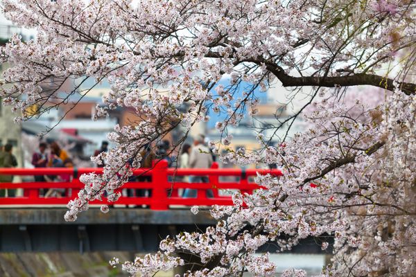 شاخه‌های درخت گیلاس در فصل ساکورا در بهار و مردمی که روی پل قرمز سنتی ژاپنی در پس‌زمینه سفر فصل ساکورا راه می‌روند