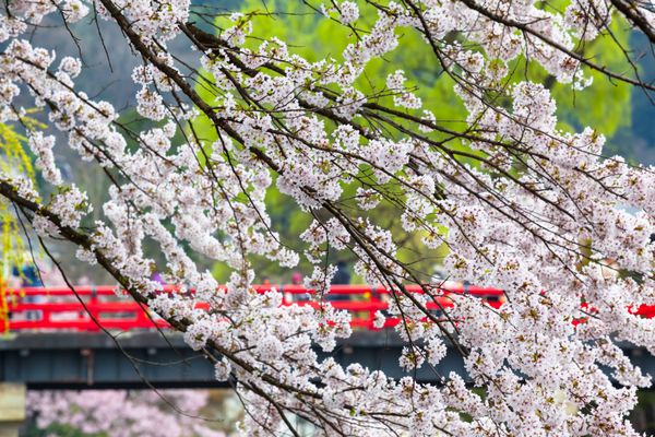 شاخه های یک درخت گیلاس در فصل ساکورا در بهار و یک پل قرمز سنتی ژاپنی در پس زمینه فصل ساکورای ژاپنی