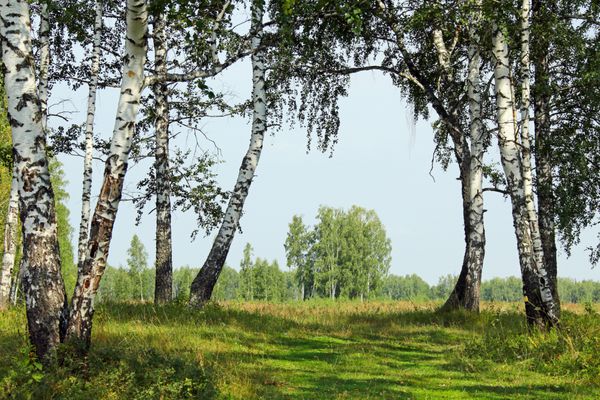 مناظر زیبای تابستانی بیشه توس در urals در یک روز آفتابی روشن