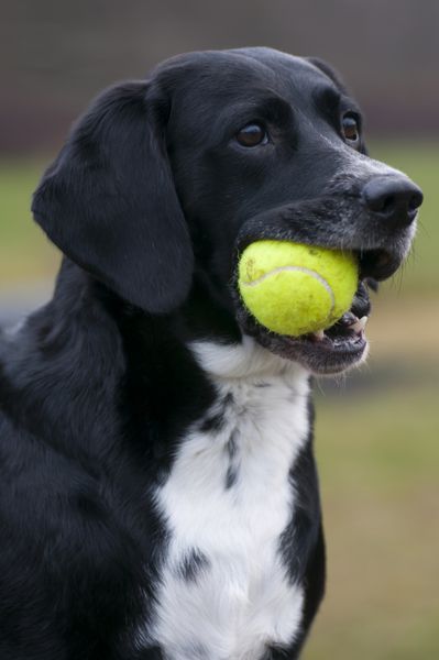 سگ نژاد مخلوط لیزا با یک توپ تنیس