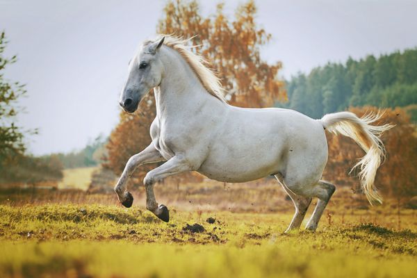 اسب نر اسب عرب در غروب طبیعت می دود