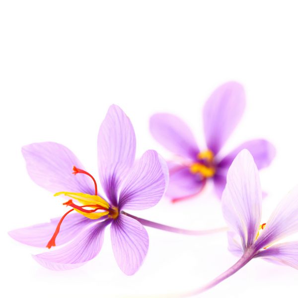 نمای نزدیک از گل های زعفران جدا شده در زمینه سفید