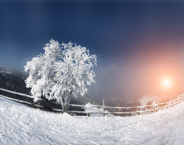درخت راش تنها با شکوه در دامنه تپه در پرتوهای آفتابی صحنه دراماتیک زمستانی کارپات اوکراین اروپا دنیای زیبایی سال نو مبارک