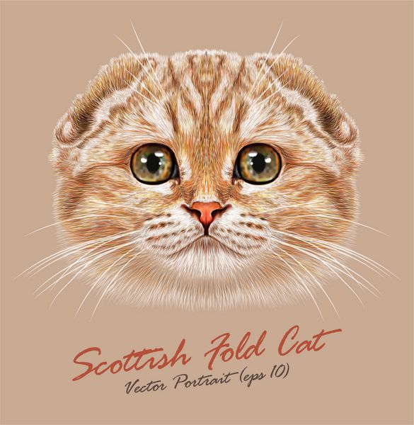 وکتور پرتره گربه تاشو اسکاتلندی گربه ناز جوان گربه هلویی رنگی با چشمان سبز گربه شجره ای