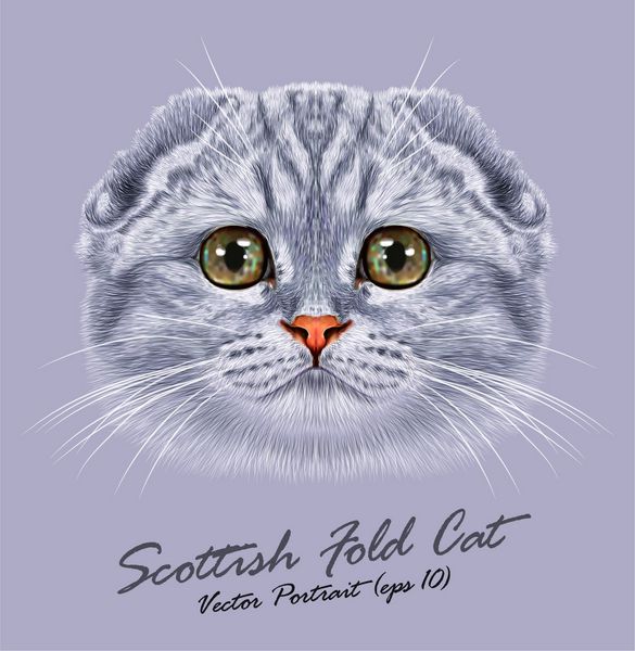 وکتور پرتره گربه تاشو اسکاتلندی گربه خاکستری جوان ناز با چشمان سبز
