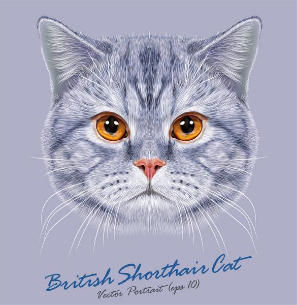 وکتور پرتره گربه بریتانیایی مو کوتاه گربه خانگی خاکستری ناز با چشمان نارنجی