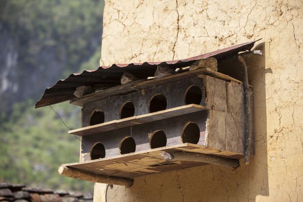 جعبه لانه چوبی بزرگ برای کبوترهای وحشی با سقف سبز و سوراخ های زیادی