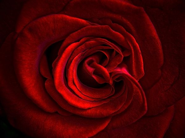 نمای نزدیک از گلبرگ رز قرمز