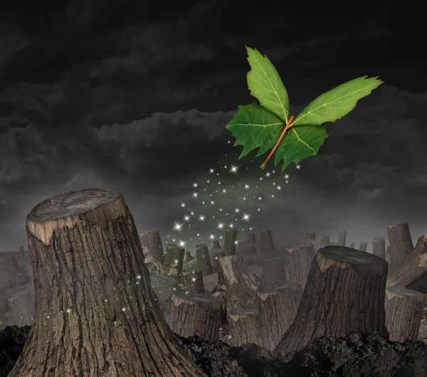 مفهوم بوم شناسی و نماد شروع جدید به عنوان گروهی از برگ های سبز به شکل پروانه ای که از جنگلی از درختان خرد شده به سمت بالا پرواز می کنند به عنوان نمادی برای موفقیت و پایداری برای آینده