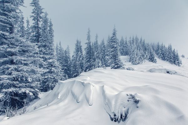 منظره زمستانی مه آلود با شکوه صحنه دراماتیک زمستانی کارپات اوکراین اروپا دنیای زیبایی فیلتر رترو افکت تونینگ اینستاگرام سال نو مبارک