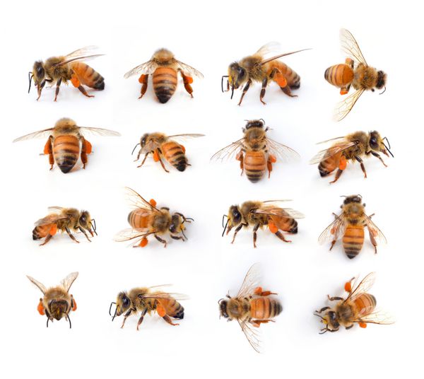 زنبور عسل جدا شده روی سفید