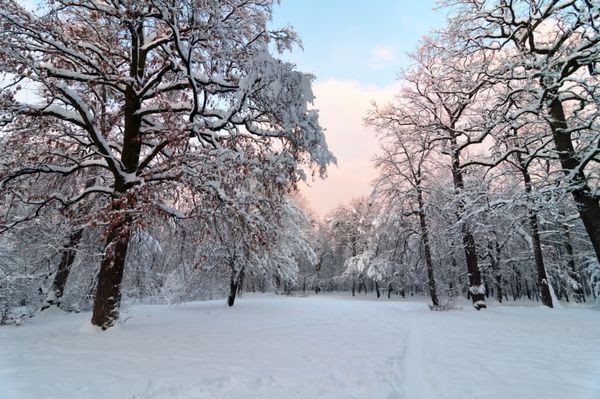 پارک زمستانی زیبا با رنگ های غروب خورشید و آسمان و درختان