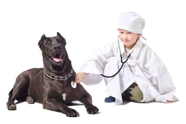 دامپزشک کوچک به یک سگ گوشی پزشکی گوش می دهد