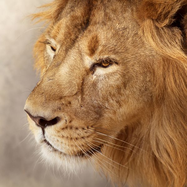 نمای نزدیک پرتره آفتابی روشن یک شیر جوان آسیایی پادشاه جانوران زیبایی وحشی بزرگترین گربه خطرناک ترین و قدرتمندترین شکارچی جهان