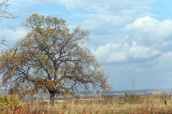 چشم انداز زیبای پاییزی ابرهای سفید زیبا در آسمان آبی بر فراز یک مزرعه و درختان با برگ های رنگارنگ در یک روز آفتابی