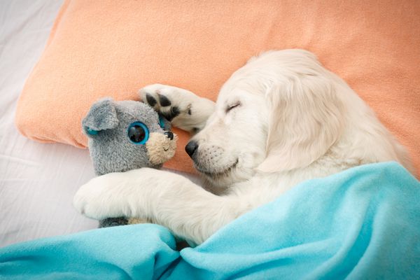 توله سگ لابرادور رتریور با اسباب بازی روی تخت خوابیده است