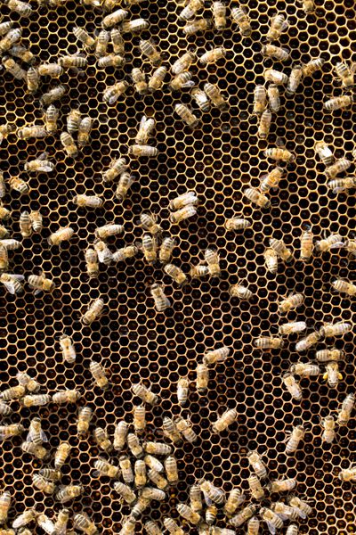 کلان زنبورهایی که روی لانه زنبوری ازدحام می کنند